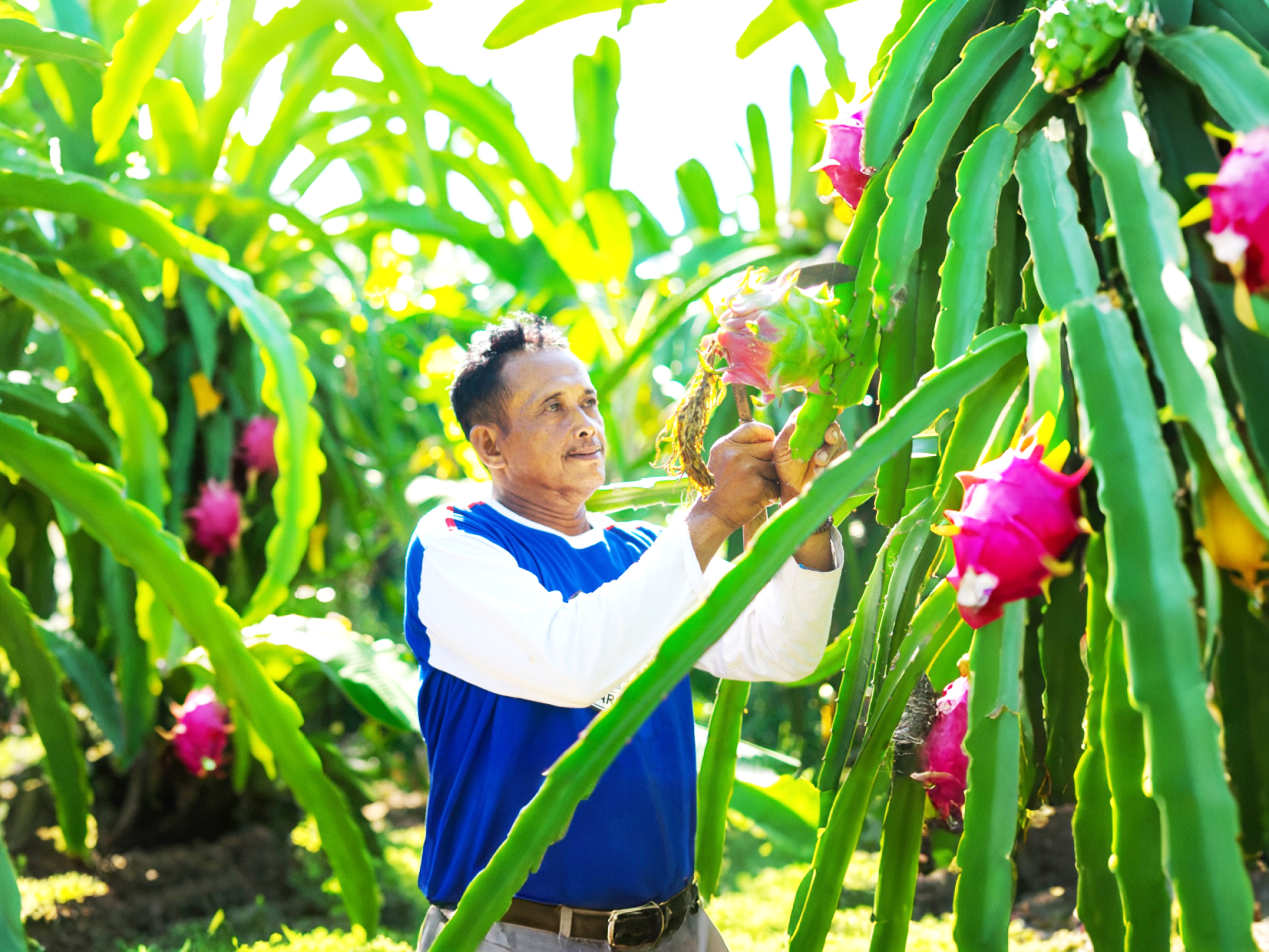 petik buah naga2